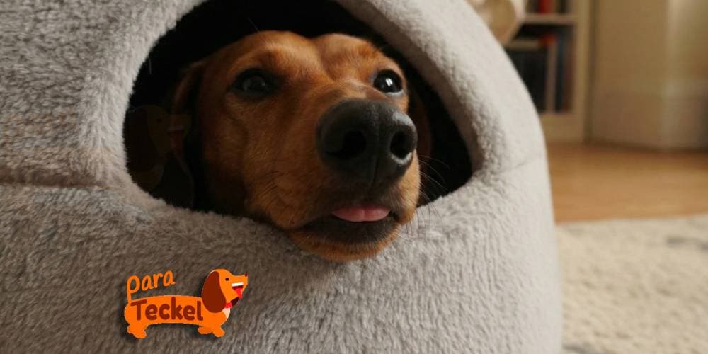 Las Mejores Camas Cueva para Teckel: Su Madriguera Ideal