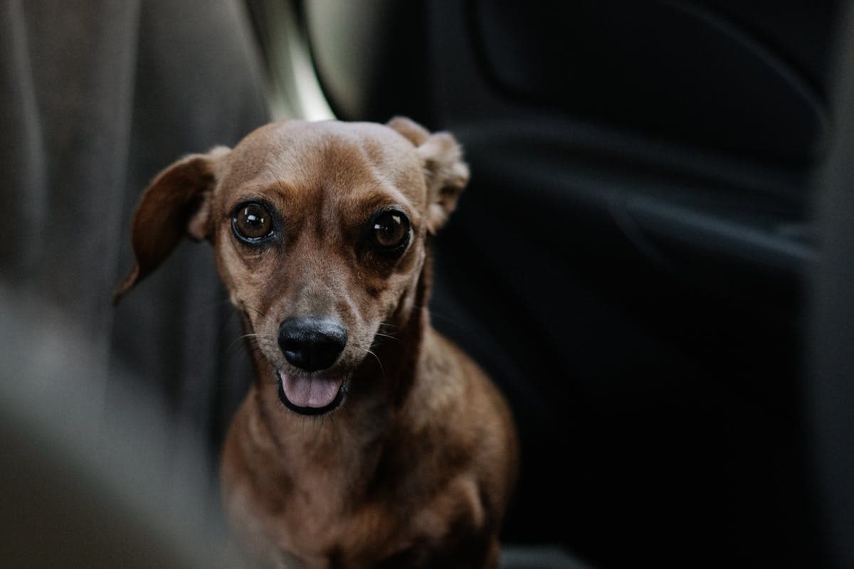 Viajar en Coche con tu Teckel: Seguridad ante todo