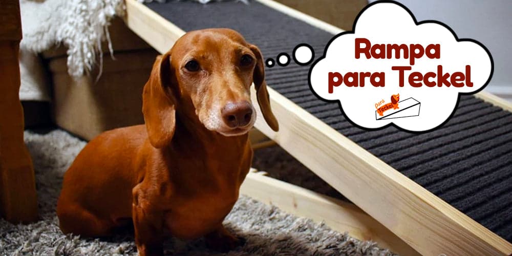 Rampa para Teckel: Guía Completa de Compra y Entrenamiento